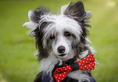 Chinese Crested Dog