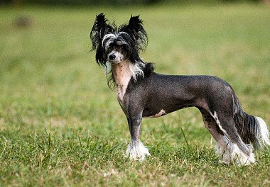 Chinese Crested Dog