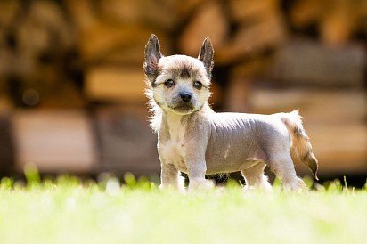 Chinese Crested Dog Puppy