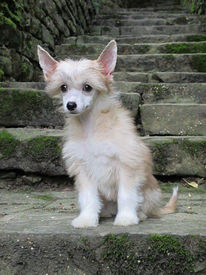 Chinese Crested Dog Puppy Powderpuff