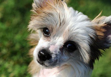 Chinese Crested Dog