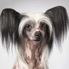 Chinese crested dog