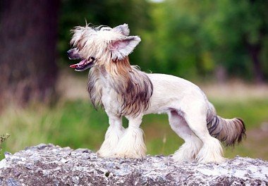 Chinese Crested Dog