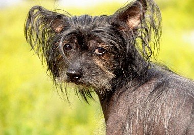 Chinese Crested Dog