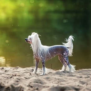 Chinese Crested Dog