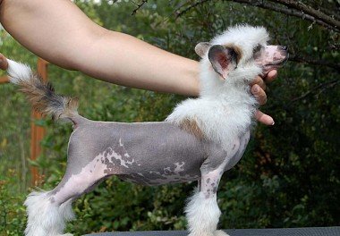 Chinese Crested Dog