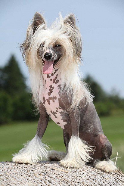 Chinese Crested Dog