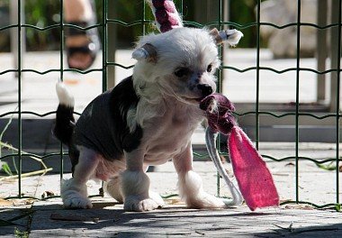 Chinese Crested Dog