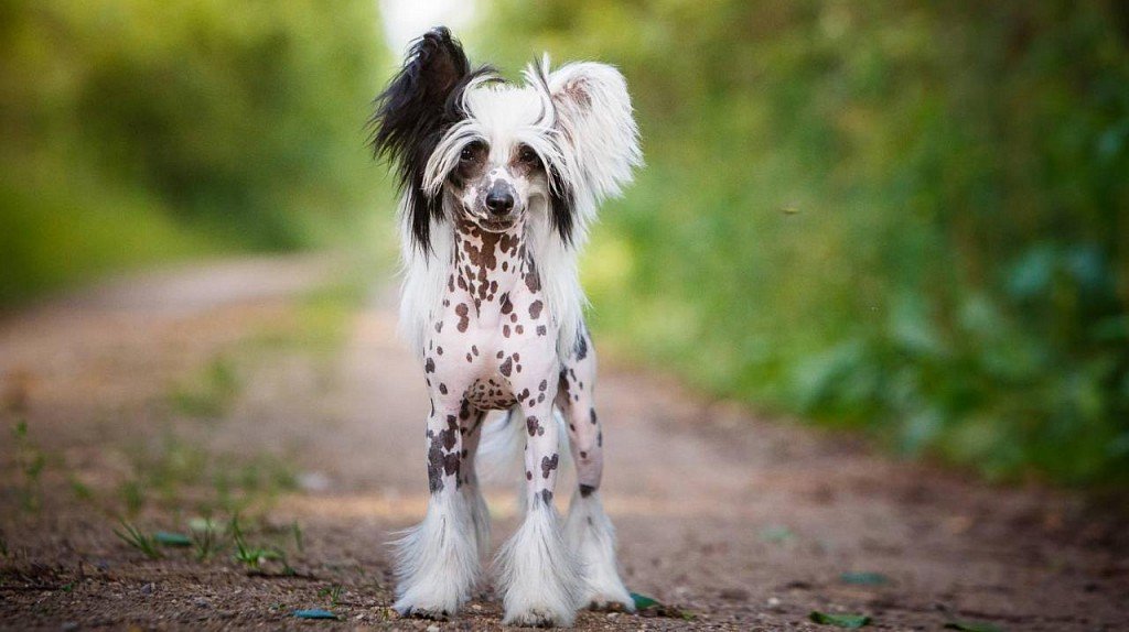 Naked Chinese Crested Dog