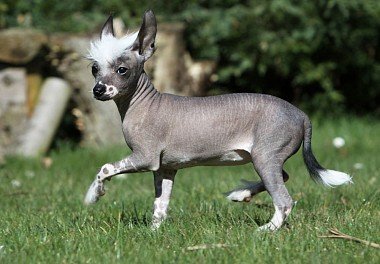 Chinese Crested Dog