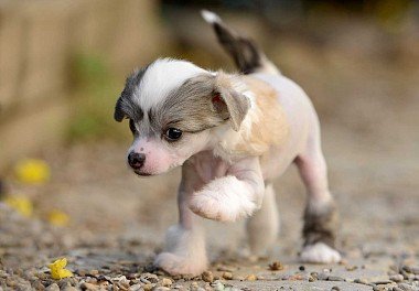 Chinese Crested Dog