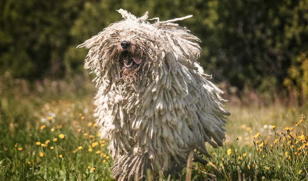 Komondor