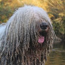 Komondor