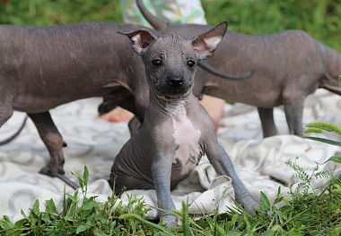 Xoloitzcuintli