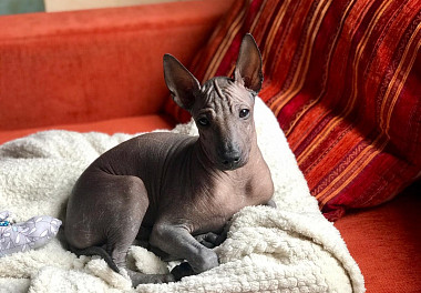 Xoloitzcuintli