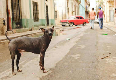 Xoloitzcuintli