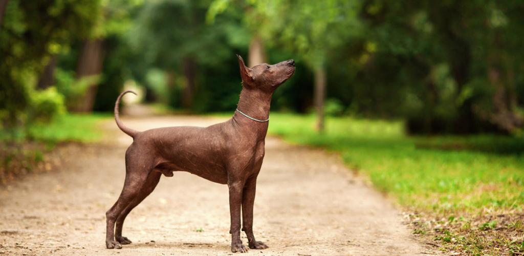 Xoloitzcuintli