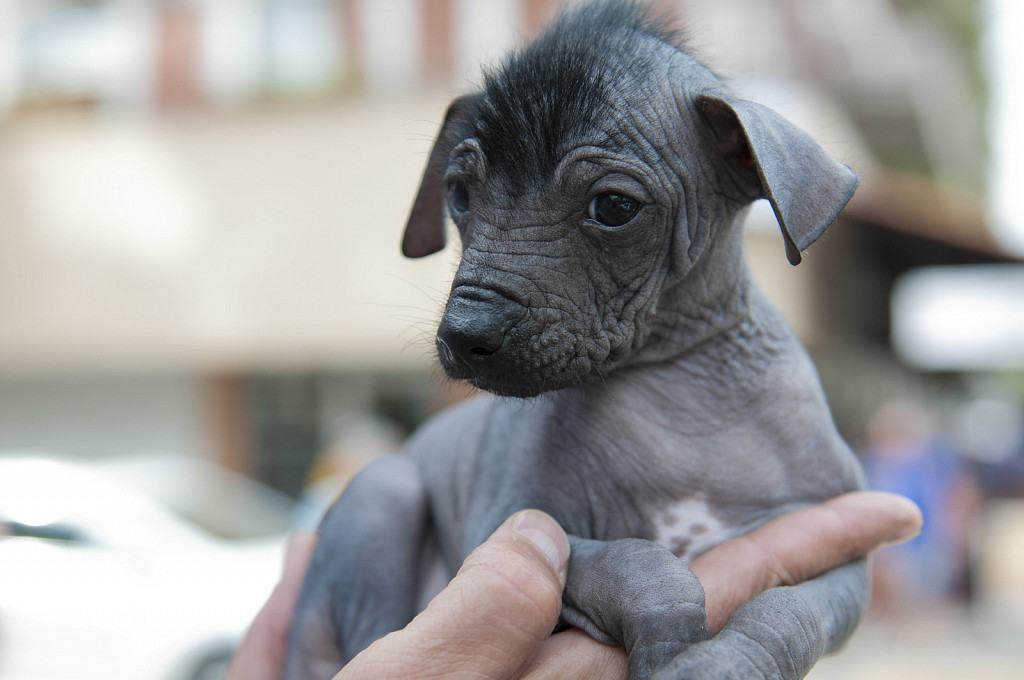 Xoloitzcuintli puppy