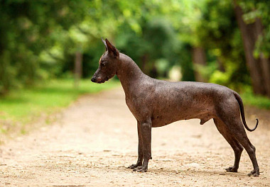 Xoloitzcuintli