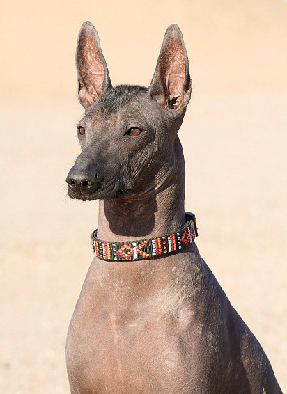 Xoloitzcuintli puppy named Pharaoh