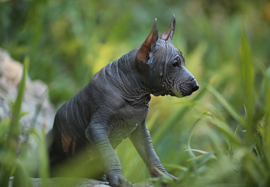 Xoloitzcuintli