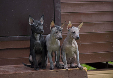 Xoloitzcuintli