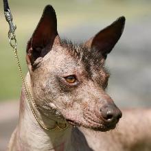 Xoloitzcuintli