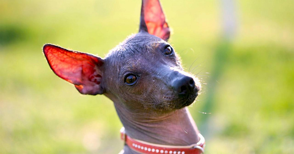 Xoloitzcuintli Muzzle