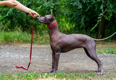 Xoloitzcuintli