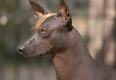 Xoloitzcuintli