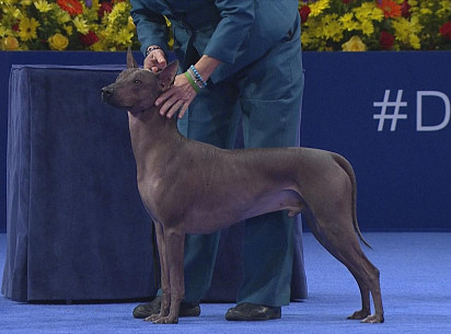 Xoloitzcuintli on display