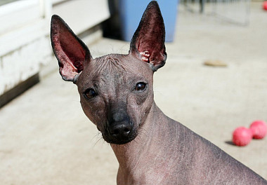 Xoloitzcuintli