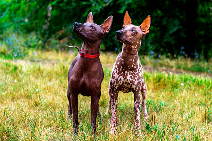 Curious Friends