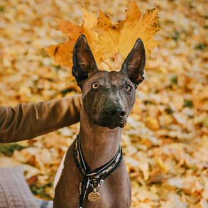 Xoloitzcuintli