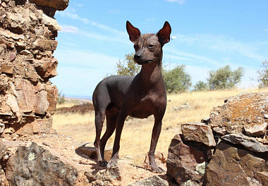 Xoloitzcuintli