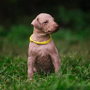 Xoloitzcuintli