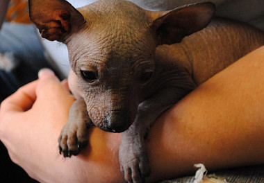 Xoloitzcuintli