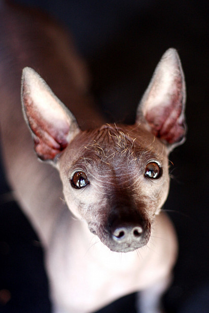 Xoloitzcuintli