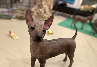 Xoloitzcuintli