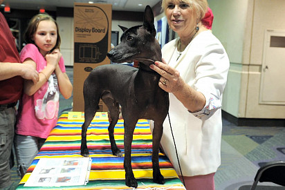 Xoloitzcuintli at the vet's office