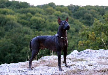 Xoloitzcuintli