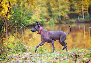 Xoloitzcuintli