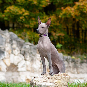 Xoloitzcuintli