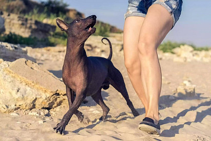 Walking with Xoloitzcuintli