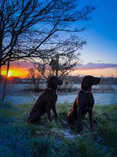 Kurtshaar is one of the best hunting breeds