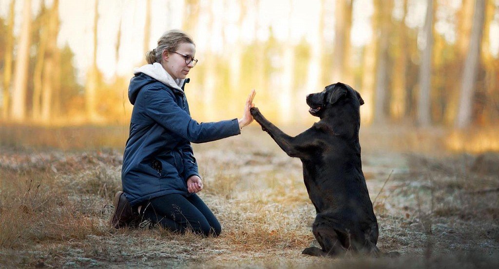 Labrador training