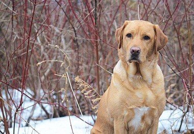 Labrador Retriever