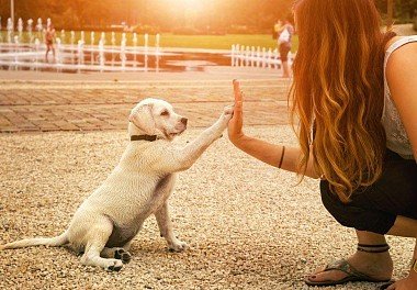 Labrador Retriever