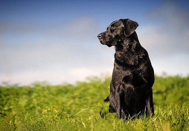 Labrador Retriever