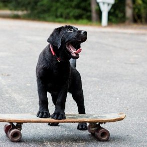 Labrador Retriever